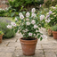 1 Philadelphus Belle Etoile Mock Orange Plant, Fragrant White Flowering Shrub, 3 Litre Root Ball