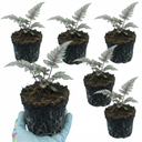Japanese Painted Fern Athyrium Pewter Lace Plants (Set of 3 or 6)