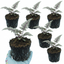 Set of 3 or 6 Japanese Painted Fern Athyrium Pewter Lace Plants, Hardy Shade Perennial, 1 Litre Root Ball