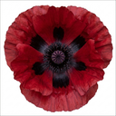 Papaver Orientale Beauty of Livermere Plants (Set of 3 or 6)