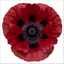 Set of 3 or 6 Papaver Orientale Beauty of Livermere Plants, Hardy Perennial Oriental Poppy, Outdoor Garden Ready, 1 Litre Root-Ball