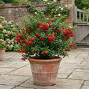 Pyracantha Red Star Firethorn Plants
