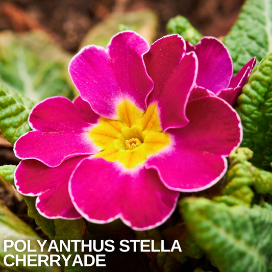 Single cherry-pink polyanthus flower with a golden-yellow eye and pale edging, over crinkled leaves