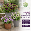 Set of 3 or 6 Petunia Amazonas Mixed Plants, 1 Litre Pots, Summer Bedding