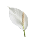 Spathiphyllum Peace Lily Plants