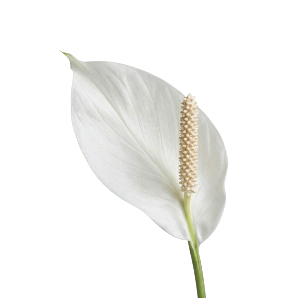 Peace Lily (Spathiphyllum wallisii) – Flowering Houseplant (2L Pot)