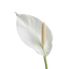 1 Spathiphyllum Peace Lily Houseplant, Live Air Purifying Flowering Indoor Plant, 17cm Root-Ball