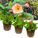 Polyanthus Stella Champagne Plants (Set of 3 or 6)