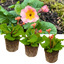 Set of 3 or 6 Large Plants - Polyanthus Stella Champagne, Ready to Plant in Your Garden, 1L