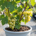 Grape Vine Vitis Centennial White Seedless Plants