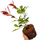 Photinia Red Robin Plant (2L Pot)