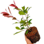 1 Large Plant - Photinia Red Robin, Ready to Plant in Your Garden, 2L Pot