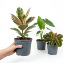3 Rare Statement Foliage Live Indoor Plants