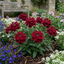 Set of 3 or 6 Verbena Trailing Deep Red Plants, Summer Flowering Bedding, Hanging Basket & Outdoor Garden Ready, 10.5cm Root Ball