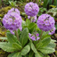 Set of 3 or 6 Primula Denticulata Lilac Drumstick Primrose Plants, Hardy Perennial, Bee Friendly Spring Flowering, Outdoor Garden Ready, 1 Litre Root-Ball