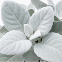 Senecio Angel Wings Silver Leaf Perennial Plants