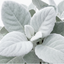 1 Senecio Angel Wings Silver Leaf Perennial Plant, Drought Tolerant, Garden Ready, 23cm/5L Root Ball