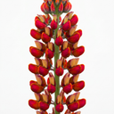 Lupin Gladiator Plants