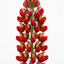 1 Lupin Gladiator Hardy Perennial Plant, Bee Friendly Summer Flowering, Outdoor Garden Ready, 19cm Root-Ball