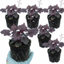 Heuchera Palace Purple Coral Bells Plants (Set of 3 or 6)
