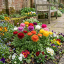 Ranunculus Growers Colour Mix Plants (Set of 3 or 6)