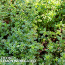 Thyme Lemon Variegated Plants (Set of 3 or 6)