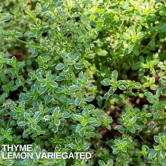 Variegated lemon thyme foliage, tiny green leaves edged with cream on wiry spreading stems