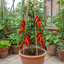 Set of 3 or 6 Grafted Cornabel Tomato Plants, Premium Live Plants, Outdoor & Greenhouse Ready, 1L Root Ball