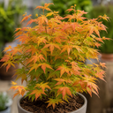 3L Orange Leaf Acer Tree, Nursery Pot, Patio Garden Pots