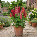 Lupin Legendary Red Shades Plants