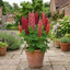 1 Lupin Legendary Red Shades Plant, Hardy Perennial, Garden Ready, 3 Litre Root-Ball