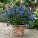 Ceanothus Skylark Plants