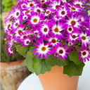 Senetti Pink Bicolour Plant (2L Pot)