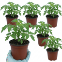 Tomato Lemon Sherbet Plants (Set of 3 or 6)
