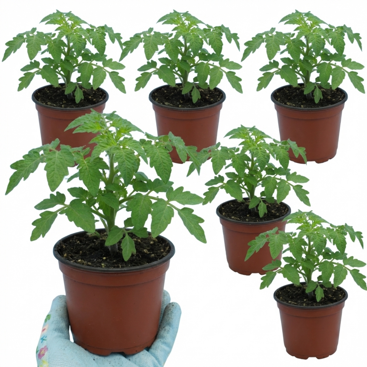Tomato 'Lemon Sherbet' – Patio Bush Tomato (Set of 3 or 6)