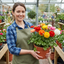 Set of 3 or 6 Ranunculus Growers Colour Mix Plants, Persian Buttercup, Spring Flowering, Outdoor Garden Ready, 1 Litre Root-Ball