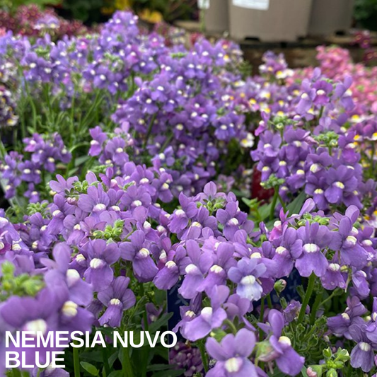 Spikes of small lilac-blue nemesia flowers with white throats in a nursery bed of plants