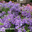 Set of 3 or 6 Large Plants - Nemesia Nuvo Blue, Ready to Plant in Your Garden
