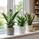 3 Low Light Houseplants Plant (1L Pot)