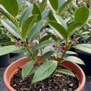 Aucuba Japonica Rozannie Plants
