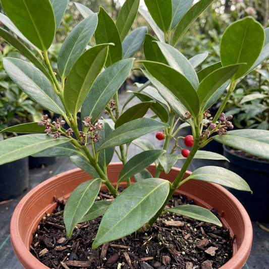 Potted evergreen with glossy elliptic leaves, clustered pink-brown flower buds and a few red berries