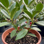 Aucuba Japonica Rozannie Plants