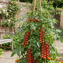 Tomato Gardeners Delight Variety Plants (Set of 3 or 6)
