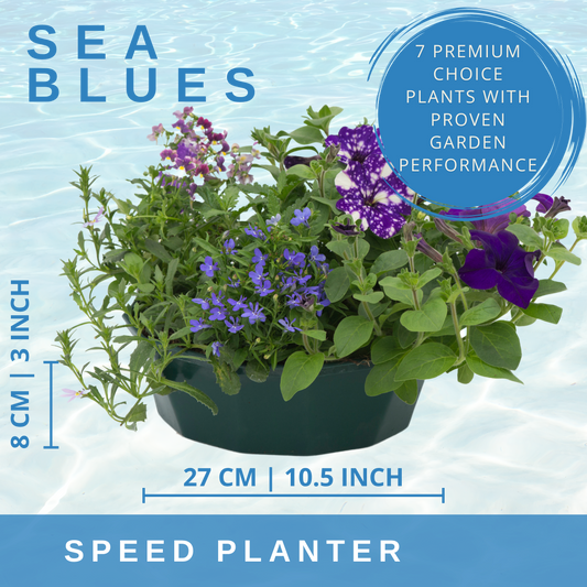 Planted bowl of blue lobelia, purple petunias and lilac spikes
