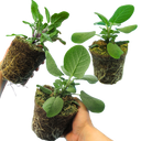 Sage Grower’s Mix Plants (Set of 3 or 6)
