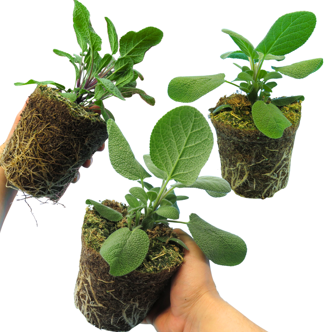 Sage 'Berggarten' & 'Growers Friend' – Culinary Sage Mix (Set of 3 or 6)
