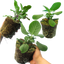 Set of 3 or 6 Large Herb Plants - Sage Grower’s Mix, Ready to Plant in Your Garden, 1L