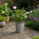 3Ltr Pink Patio Rose Bush, Outdoor Garden Ready, Pots