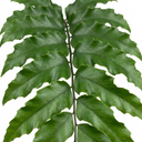 Cyrtomium Fortunei Holly Fern Plants (Set of 3 or 6)