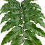 Set of 3 or 6 Cyrtomium Fortunei Holly Fern Plants, Hardy Evergreen Shade Loving Perennial Ferns, Outdoor Garden Ready, 1 Litre / 11cm Root-Ball